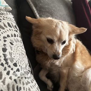 Meet your Posher, Victoria